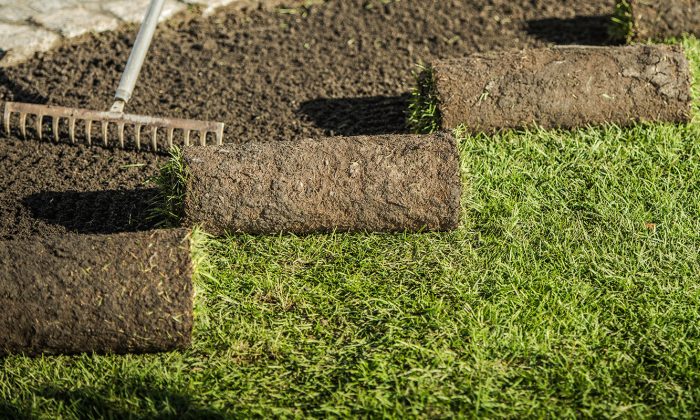 Replacing Natural Grass Turfs Replacing Natural Grass Turfs by Professional Gardener. Landscaping Industry.